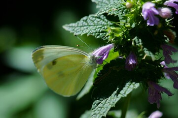 butterfly on a flower