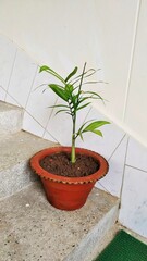 Indoor Plants : Potted palm tree