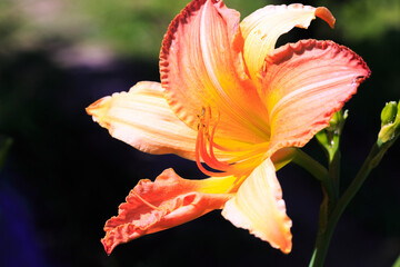 Fototapeta na wymiar Orange lily flower. Natural background. Blooming in the park in summer