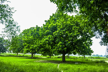 trees in the park