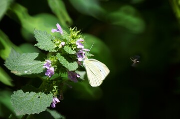 butterfly on a flower