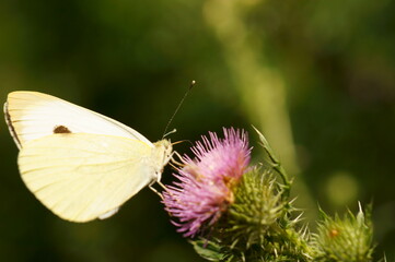 butterfly on flower