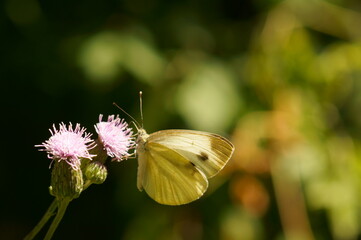 butterfly on flower