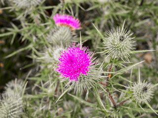 Purple thistle on edge of tatton mere, Tatton Park, Knutsford, Cheshire, UK