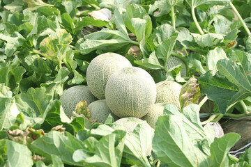 メロンの収穫　品種：クインシー