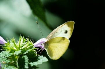 butterfly on a flower