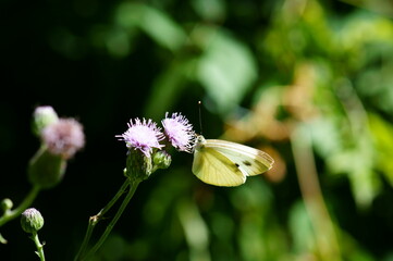 white butterfly on a flower