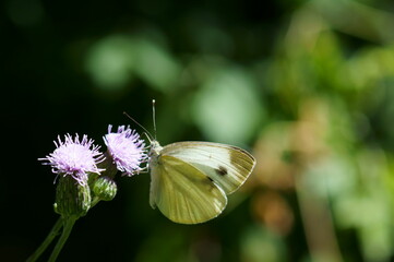 butterfly on a flower