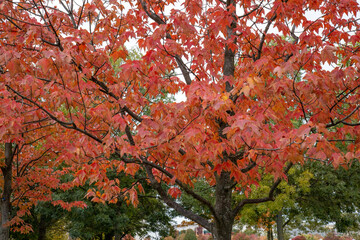 The Red Autumn KLeaves