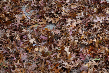 The Autmn Leaves on the Floor