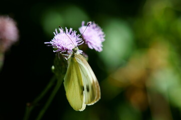 white butterfly on a flower
