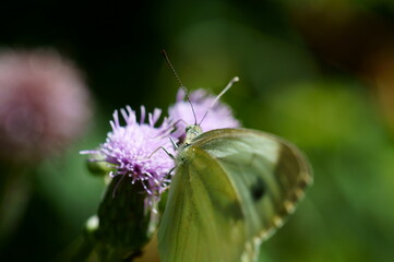 butterfly on flower