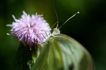 butterfly on thistle