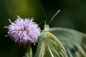 butterfly on thistle