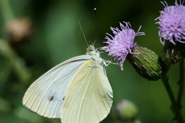 butterfly on a flower