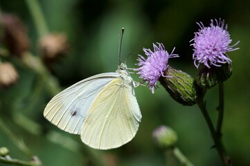 butterfly on a flower