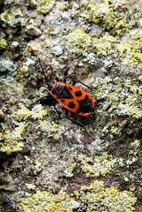 owad biegajacy o nazwie kowal odpoczywajacy na betonowym ogrodzeniu w miejscowosci niewodnica na podlasiu w polsce © Jacek Sakowicz