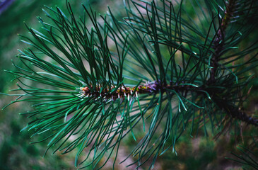 pine branches with cones © ABBAT