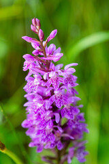 Obraz premium Orchis Purpurea, wild orchid in nature