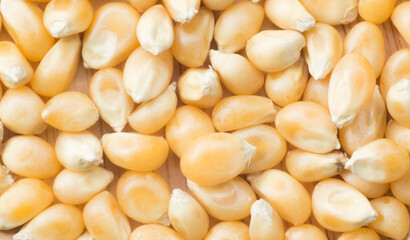 popcorn seeds in full screen.