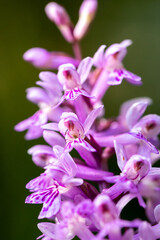 Orchis Purpurea, wild orchid in nature