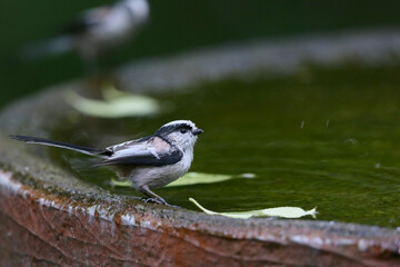 バードバスで遊ぶエナガ





























































































































































































