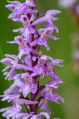 Orchis Purpurea, wild orchid in nature