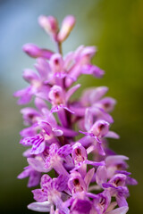 Orchis Purpurea, wild orchid in nature
