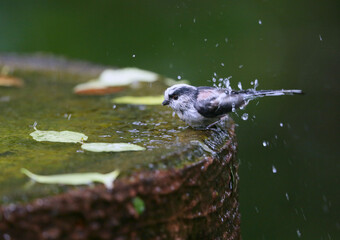 バードバスで遊ぶエナガ




























































































































































































