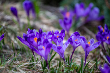 Crocus heuffelianus, beautiful flowers in the mountains