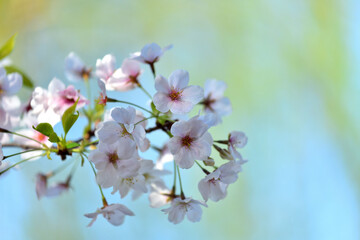 ヤナギの木をバックに咲くサクラの花