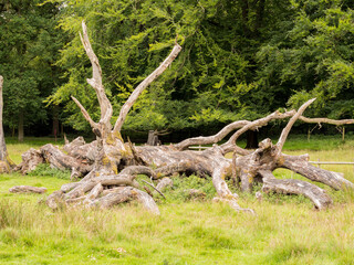 Storm damaged tree at Tatton Park, Knutsford, Cheshire, UK