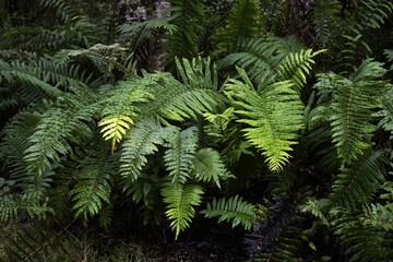 Closeup shot of ostrich fern plant leaves in the forest © Ivan Konar/Wirestock