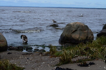 Nature and scenery from around Båstad, Skåne, Sweden