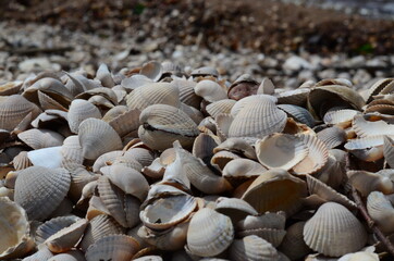 Nature and scenery from around Båstad, Skåne, Sweden