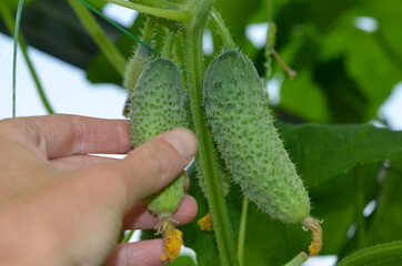 A woman's hand plucks a cucumber from a branch. The concept of gardening