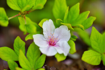 つつじの上に落ちた桜