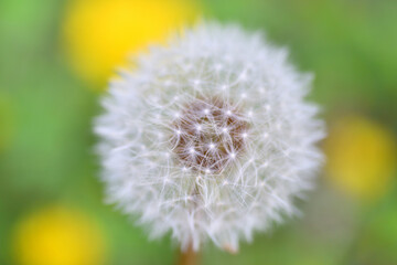 黄色い花をバックにしたたんぽぽ