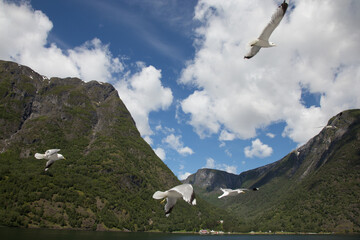 Seagull cruising along with boat ride in fjord of norway