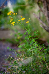 Hypericum perforatum
Prikkperikum
Johannesurt
Perforate St John's-wort
Common Saint John's wort
St John's wort
