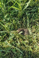 A small, scared gray hare hid in the green grass. Photography, concept.