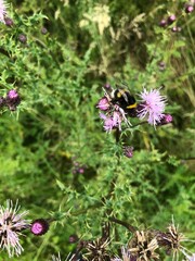 Hummel