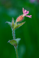 Silene dioica
Rød jonsokblom
Red campion
Red catchfly 