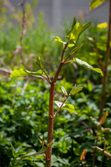 Reynoutria japonica
Parkslirekne
Asian Knotweed
Japanese Knotweed
