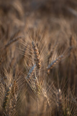 Fototapeta premium Wheat fields in the sunshine - artistic agricultural countryside scene