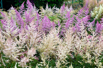 Obraz premium Selective focus of lilac and light yellow Astilbe flowers (false goat's beard). Russian Far East.