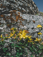 yellow lichen on stone