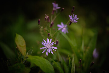Obraz premium Purple Flower In Full Bloom. Forest flower. Floral background, wallpaper