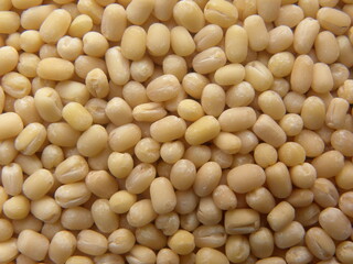 Yellowish white whole raw peeled Vigna mungo Urad dal lentils