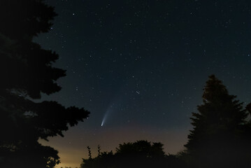 Avant plan de silhouette de sapins dans un ciel limpide et étoilé avec la comète Neowise au loin